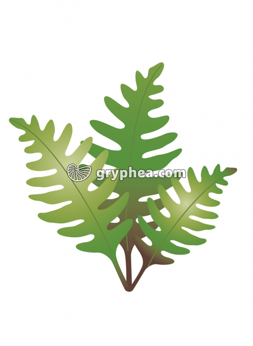 Fougère - gryphea.org